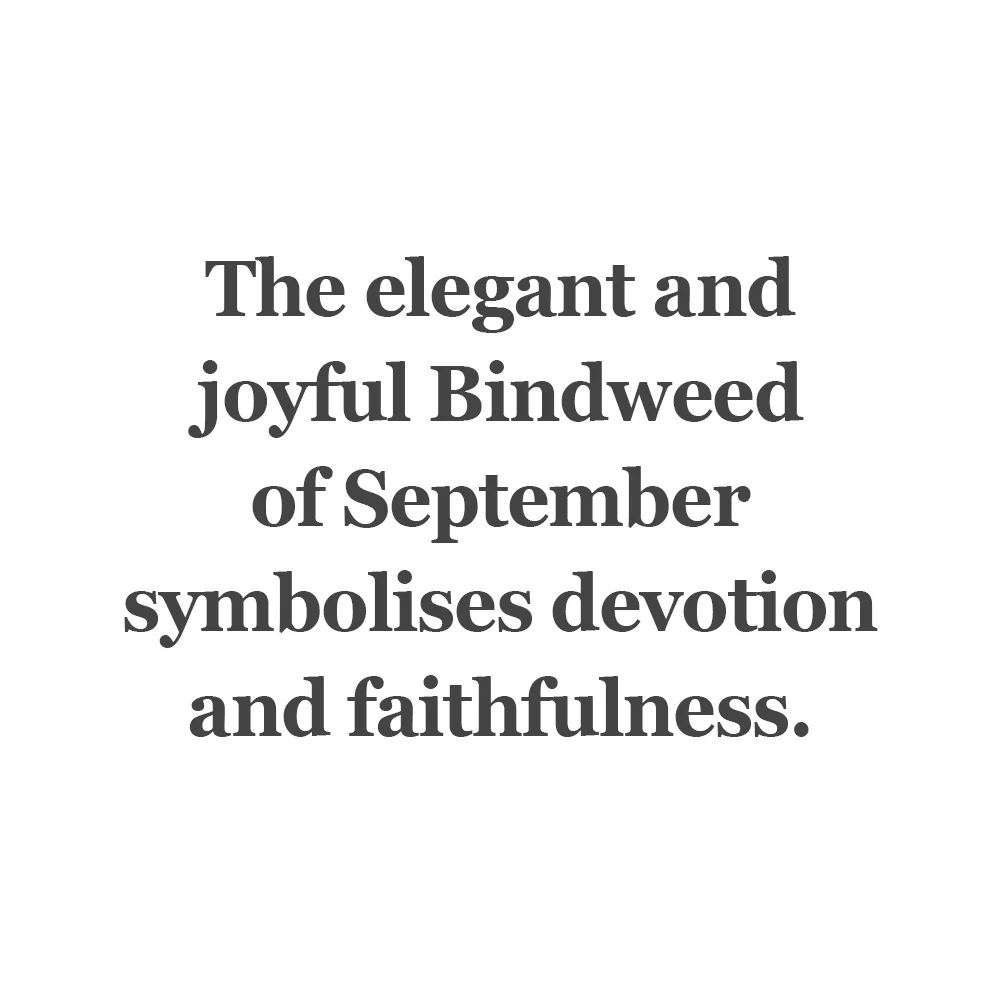 Bindweed of September Bead - Image 4